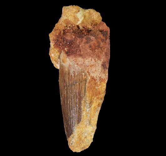 Bargain, Spinosaurus Tooth - Real Dinosaur Tooth #65480